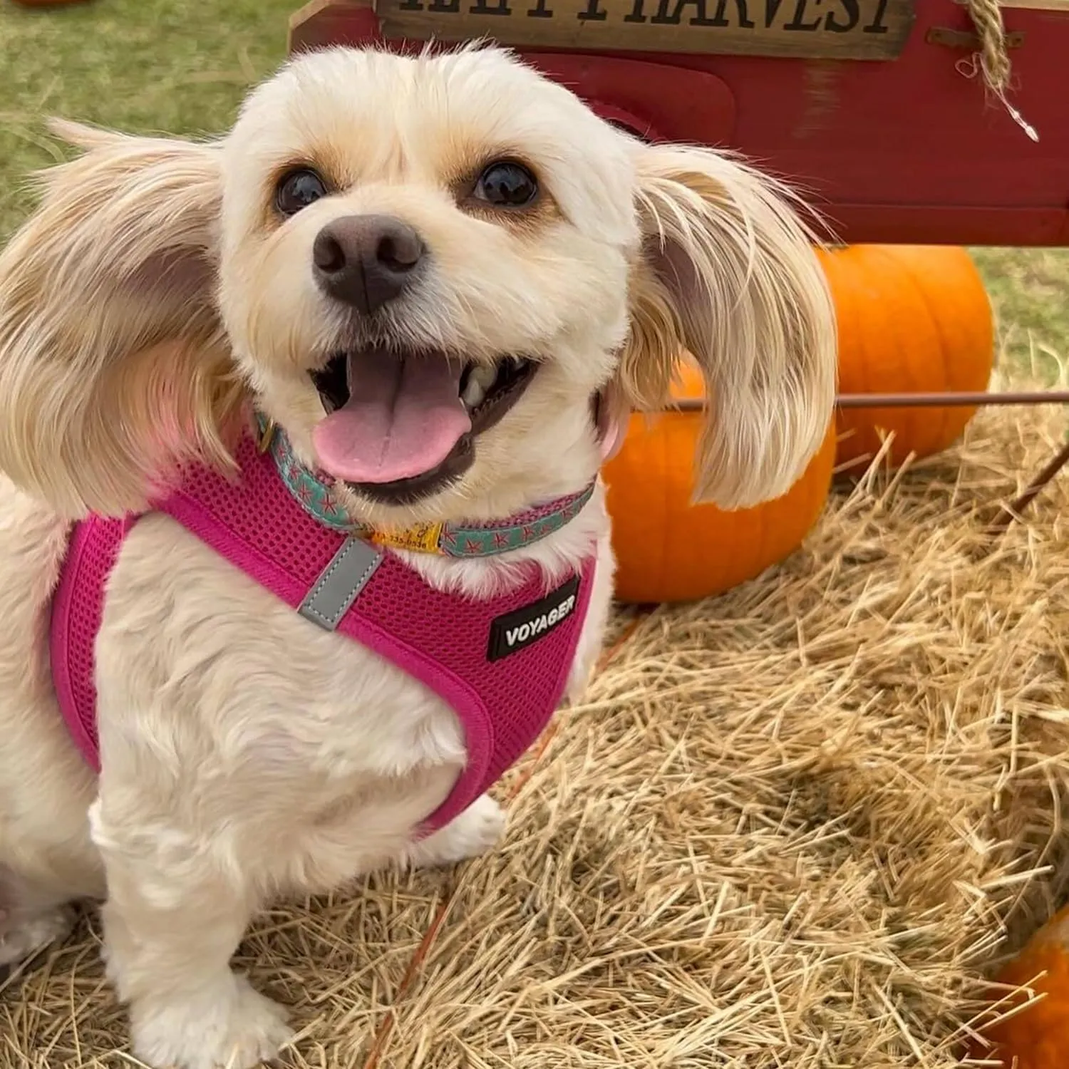 Best Pet Supplies Voyager Step-in Air Dog Harness - All Weather Mesh, Reflective, No Pull Harness for Small, Medium Dogs, Cats - Secure with Hook & Loop Fastener, Buckle, Double D-Rings - Fuchsia, M