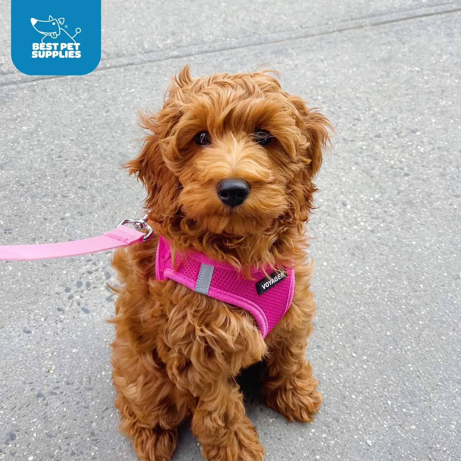 Best Pet Supplies Voyager Step-in Air Dog Harness - All Weather Mesh, Reflective, No Pull Harness for Small, Medium Dogs, Cats - Secure with Hook & Loop Fastener, Buckle, Double D-Rings - Fuchsia, M