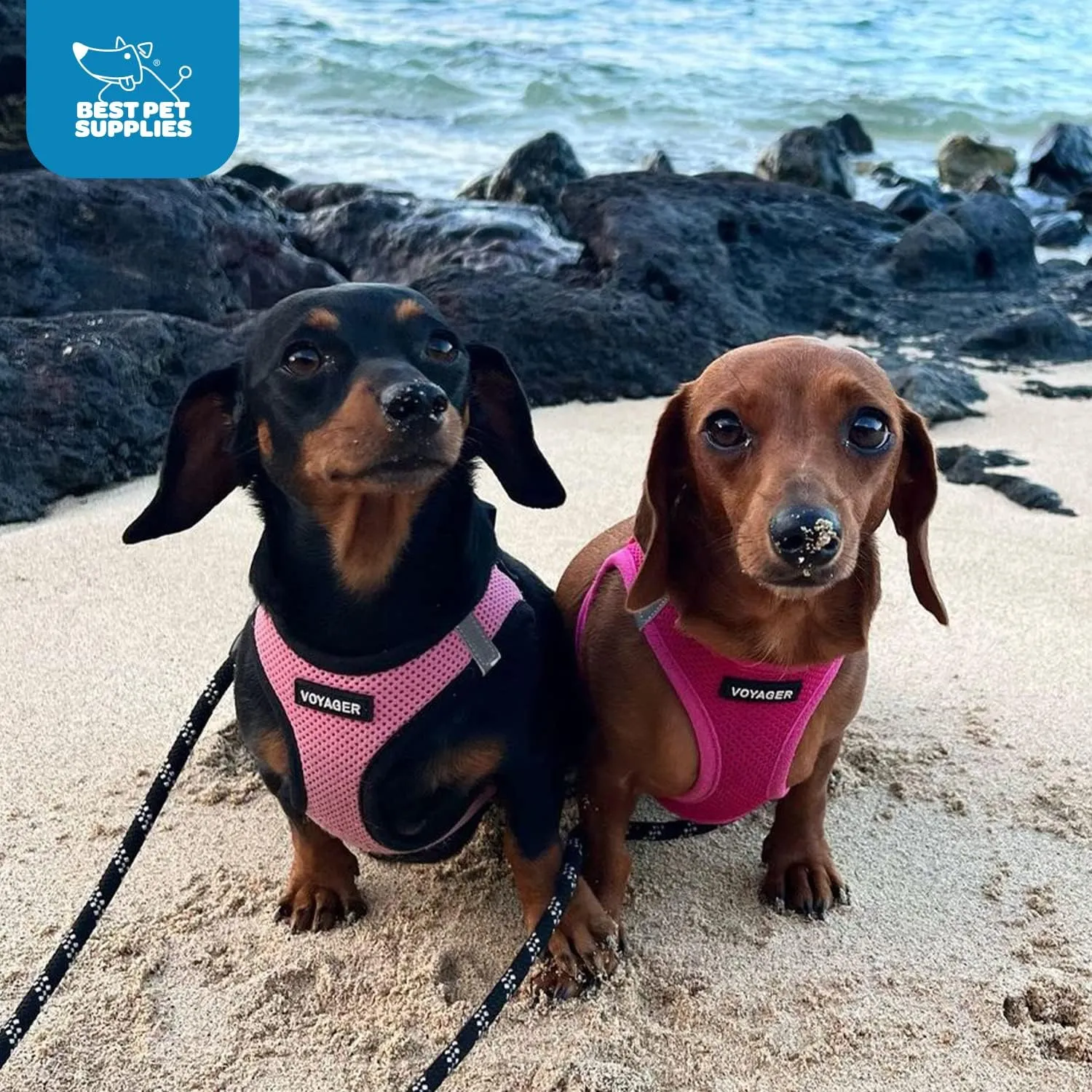 Best Pet Supplies Voyager Step-in Air Dog Harness - All Weather Mesh, Reflective, No Pull Harness for Small, Medium Dogs, Cats - Secure with Hook & Loop Fastener, Buckle, Double D-Rings - Fuchsia, M