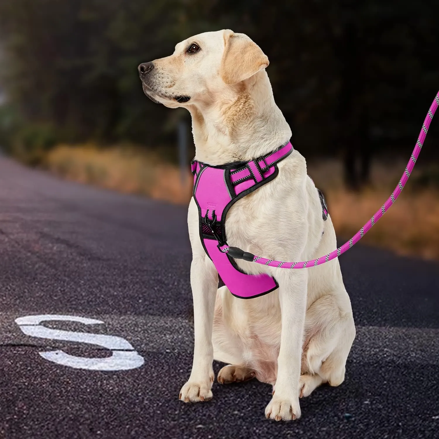 IVY&LANE No Pull Dog Harness for Medium Dogs,Dog Vest Harness with Leash,Safety Belt and Storage Strap, Fully Adjustable Harness,360 Reflective Strip,Soft Handle (Fuchsia Pink,M)