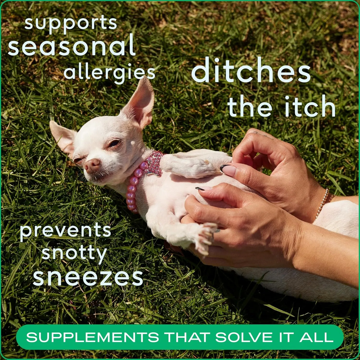Native Pet Dog Allergy Chews - Dog Allergy Relief with Probiotics and Colostrum for Itchy Skin Relief to Support Seasonal Allergy and Healthy Immune System - All Natural Anti-Histamine - 30 Chews