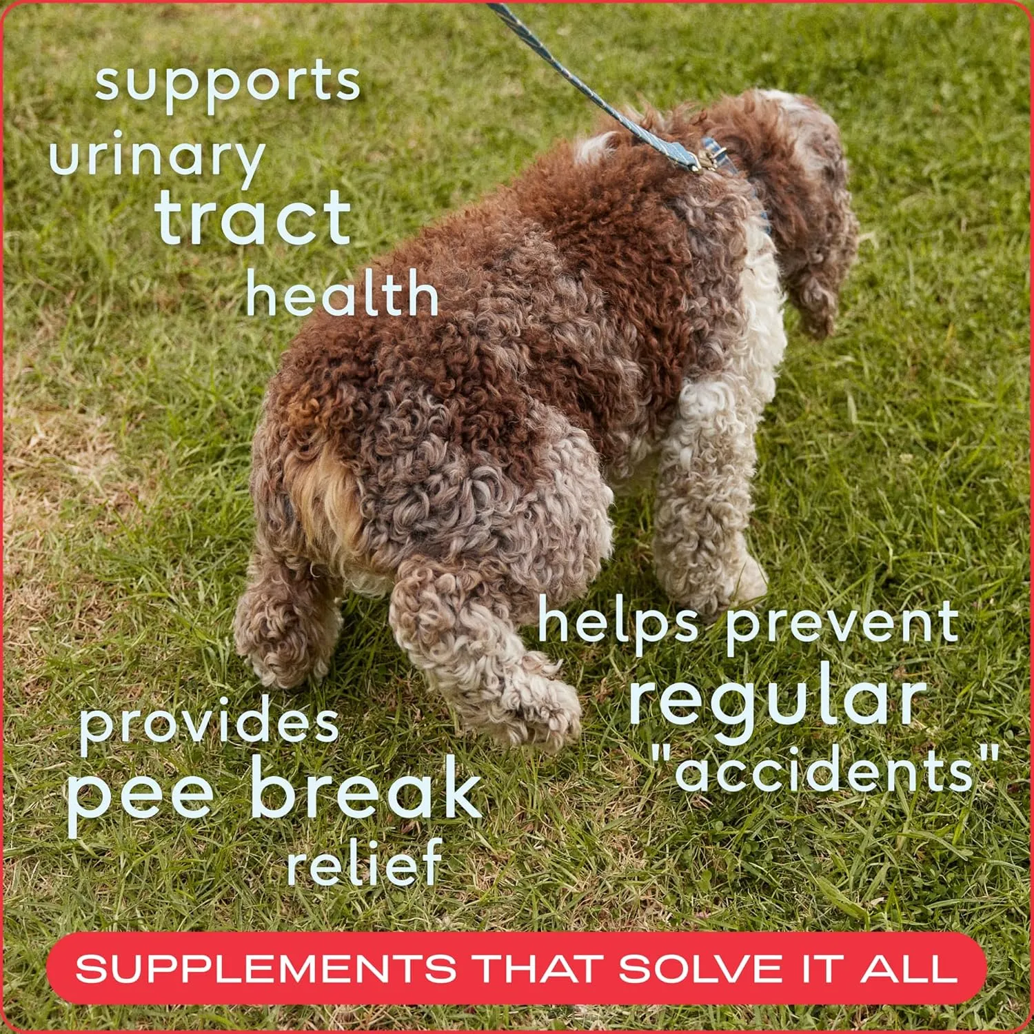 Native Pet Dog UTI Treatment - Cranberry Supplement for Dogs Bladder Control & Kidney Support - Prevent Urinary Tract Infection and Urinary Incontinence - Made with Real Cranberry Extract - 60 Chews