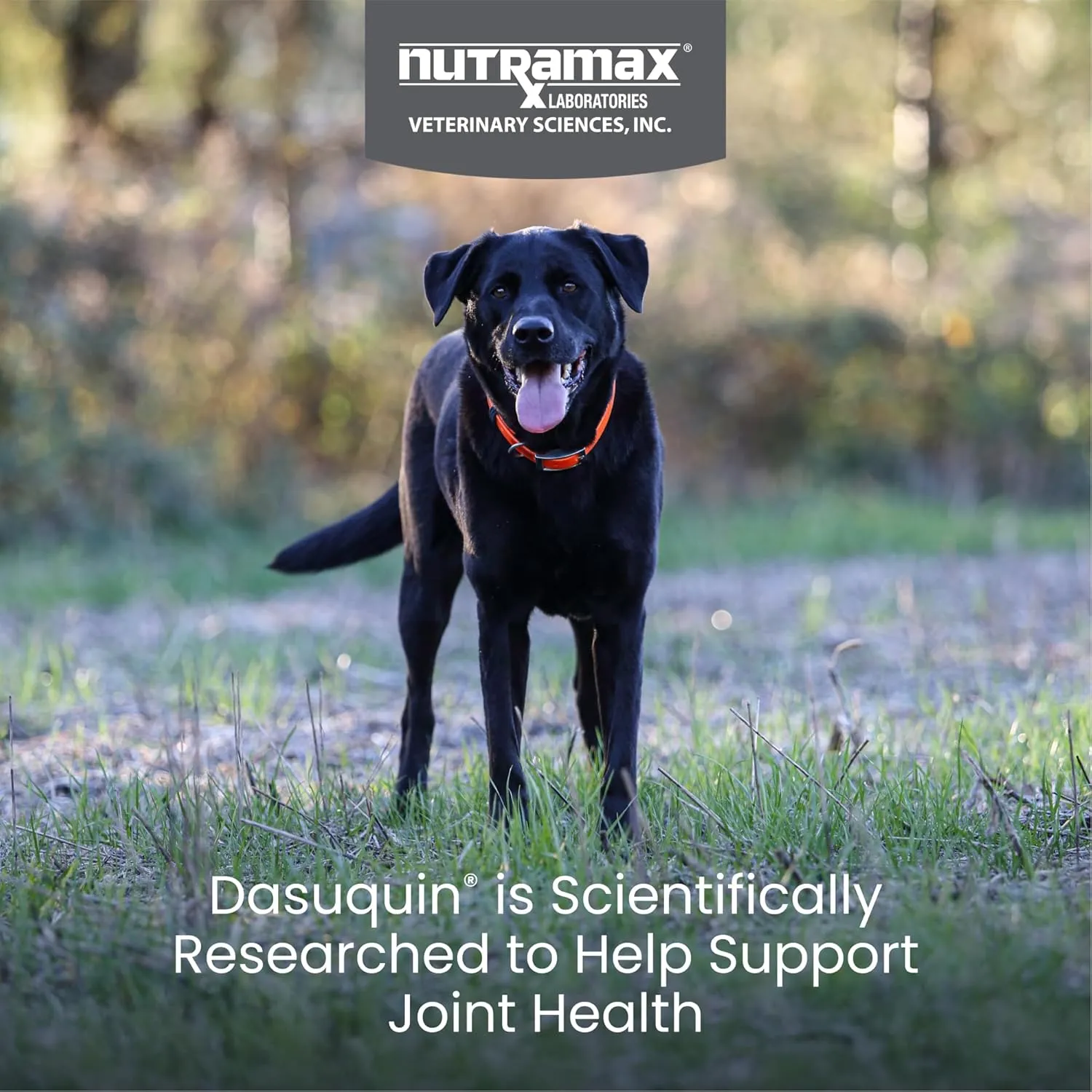 Nutramax Dasuquin for Large Dogs, Joint Health Supplement, Contains Glucosamine for Dogs, Plus Chondroitin, ASU and More, Supports Healthy Joints, Chewable Tablets, 84 Count