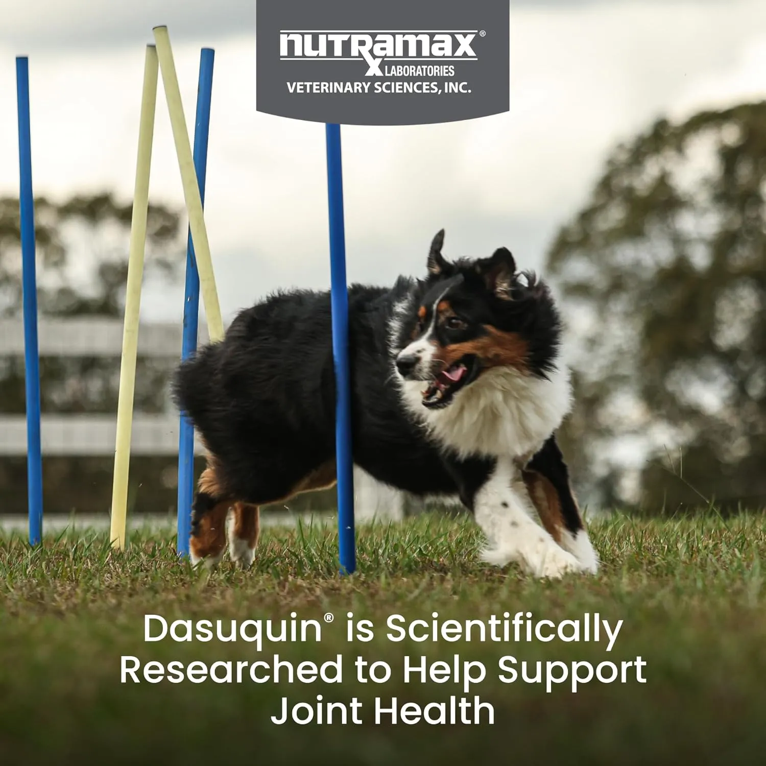 Nutramax Laboratories Dasuquin with MSM Joint Health Supplement for Large Dogs - With Glucosamine, MSM, Chondroitin, ASU, Boswellia Serrata Extract, and Green Tea Extract, 150 Soft Chews