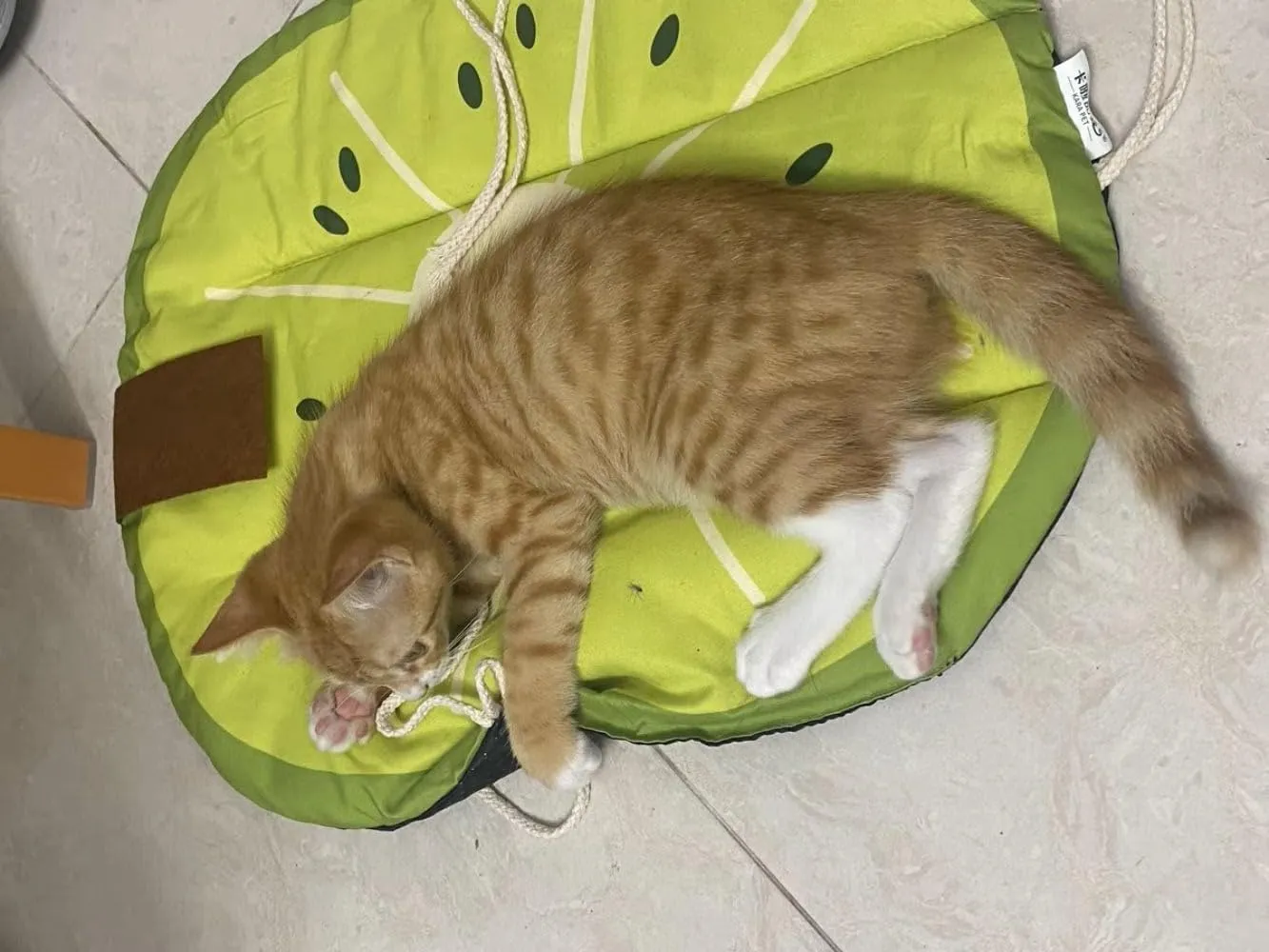 Pet Cooling Mat with Fruit Pattern for Summer,Cooling Pad for Cats and Small Dogs,Washable Pet Cooling Mat for Kennel Floor Car Seat Universal for All Seasons(Kiwi)