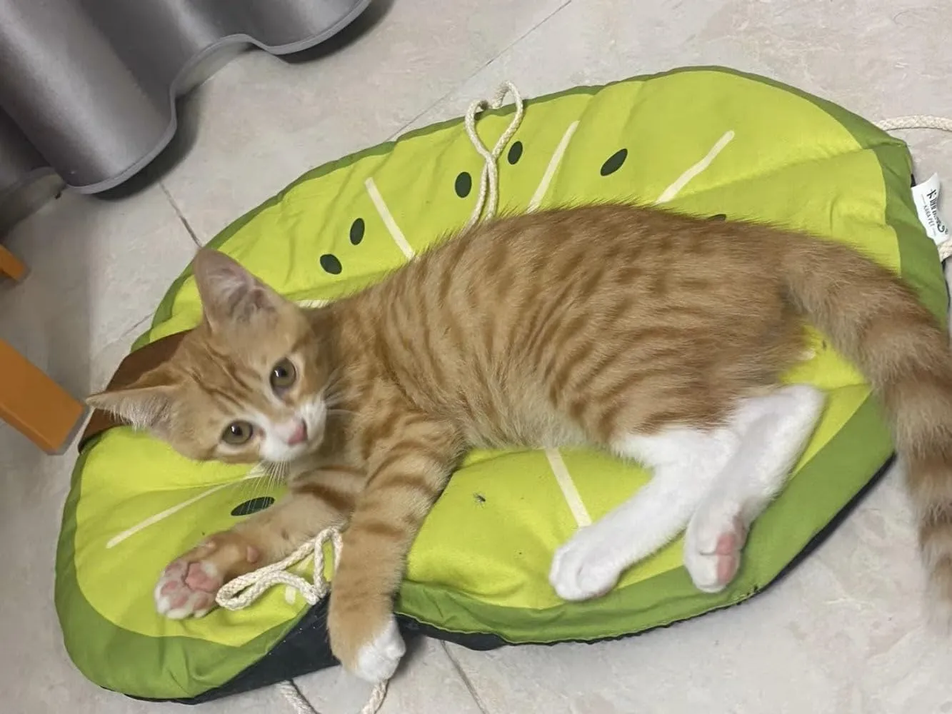 Pet Cooling Mat with Fruit Pattern for Summer,Cooling Pad for Cats and Small Dogs,Washable Pet Cooling Mat for Kennel Floor Car Seat Universal for All Seasons(Kiwi)