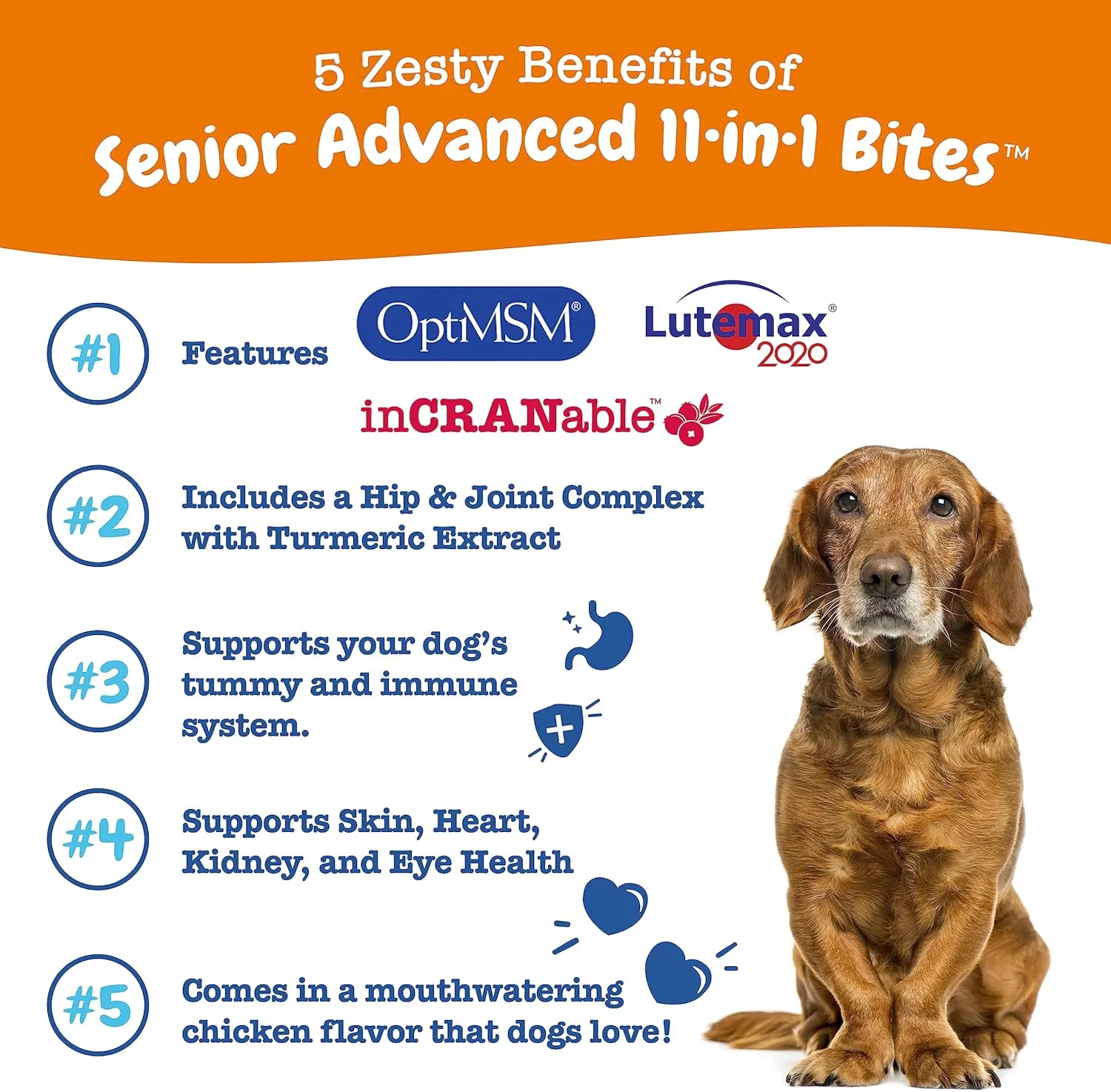 Zesty Paws Senior Dog Multivitamin Treats - Glucosamine for Dogs   Digestive Enzymes & Probiotics - Grain Free Dog Vitamins and Supplements for Skin & Coat   Immune Health Chicken - Advanced - 90ct