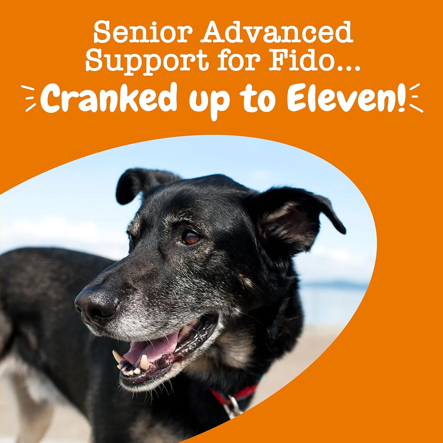 Zesty Paws Senior Dog Multivitamin Treats - Glucosamine for Dogs   Digestive Enzymes & Probiotics - Grain Free Dog Vitamins and Supplements for Skin & Coat   Immune Health Chicken - Advanced - 90ct